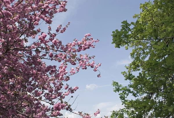 Kwitnący wiśniowe drzewo i zielonych liści — Zdjęcie stockowe