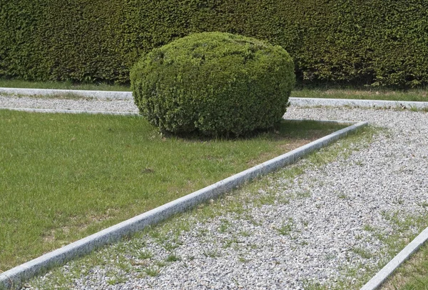 正式なツゲの庭 — ストック写真