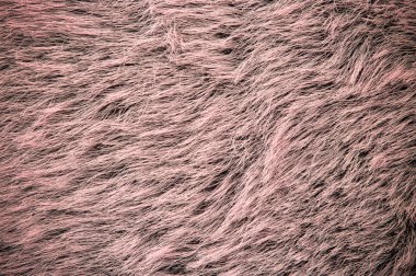 Pink fur clipart