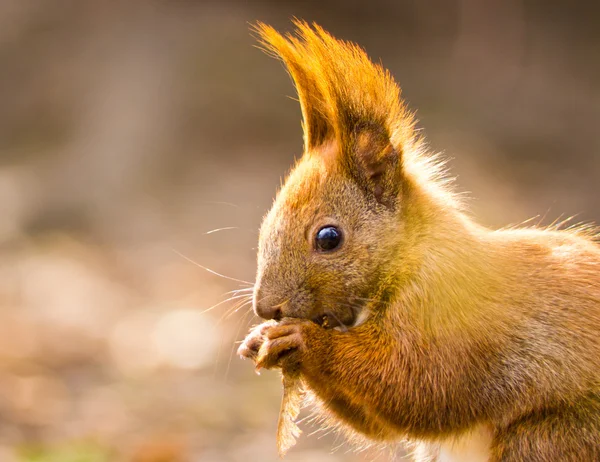 Weinig eekhoorn — Stockfoto
