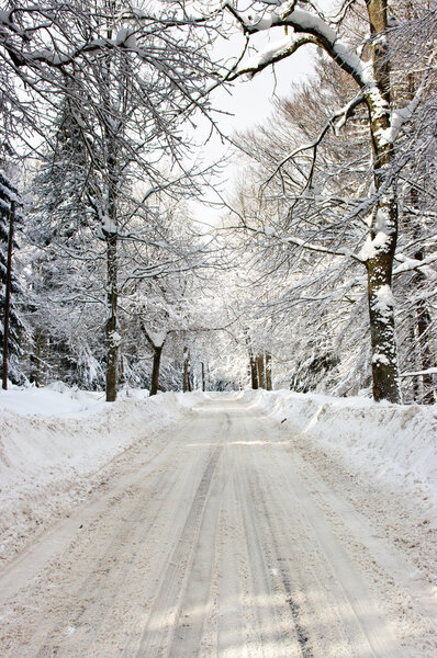 Road in the forest during the winter