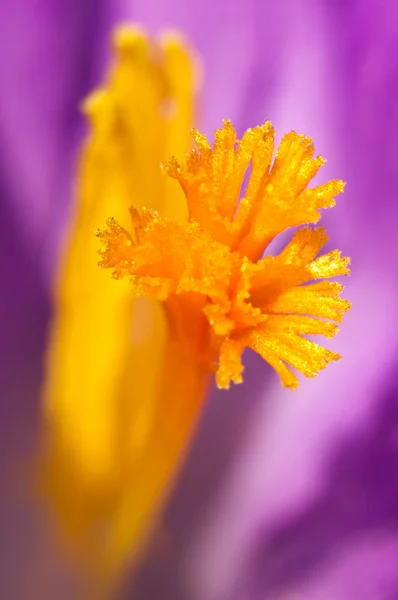 Saffron inside of crocus — Stock Photo, Image