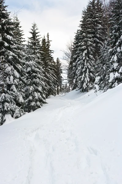 Caminho durante o inverno — Fotografia de Stock