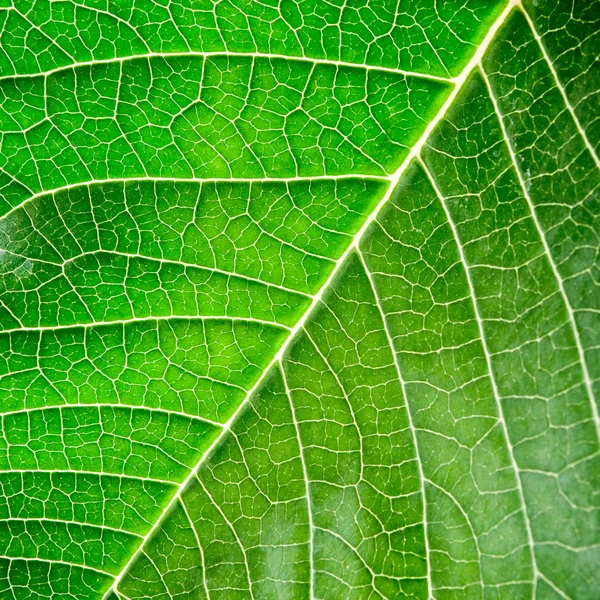 Leaf Stock Image
