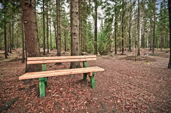 Banco en el bosque — Foto de Stock