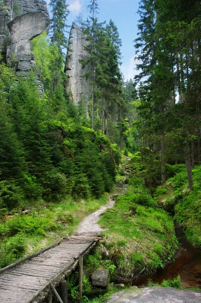Footpath in the forest — Stock Photo, Image