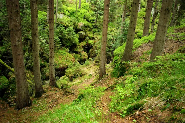 Orman içinde — Stok fotoğraf