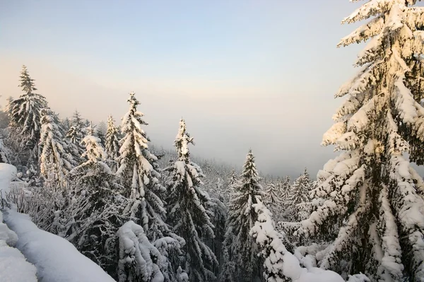 雪で覆われてトウヒ — ストック写真