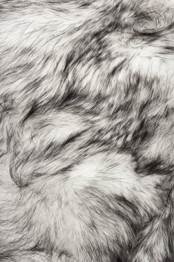 Polar fox fur texture clipart