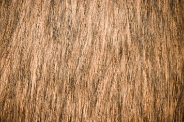 Brown fur clipart