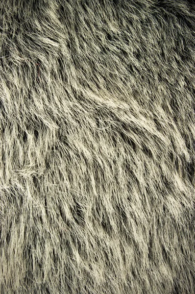 stock image Bear fur
