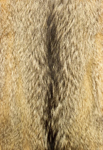 Wolf fur — Stock Photo, Image