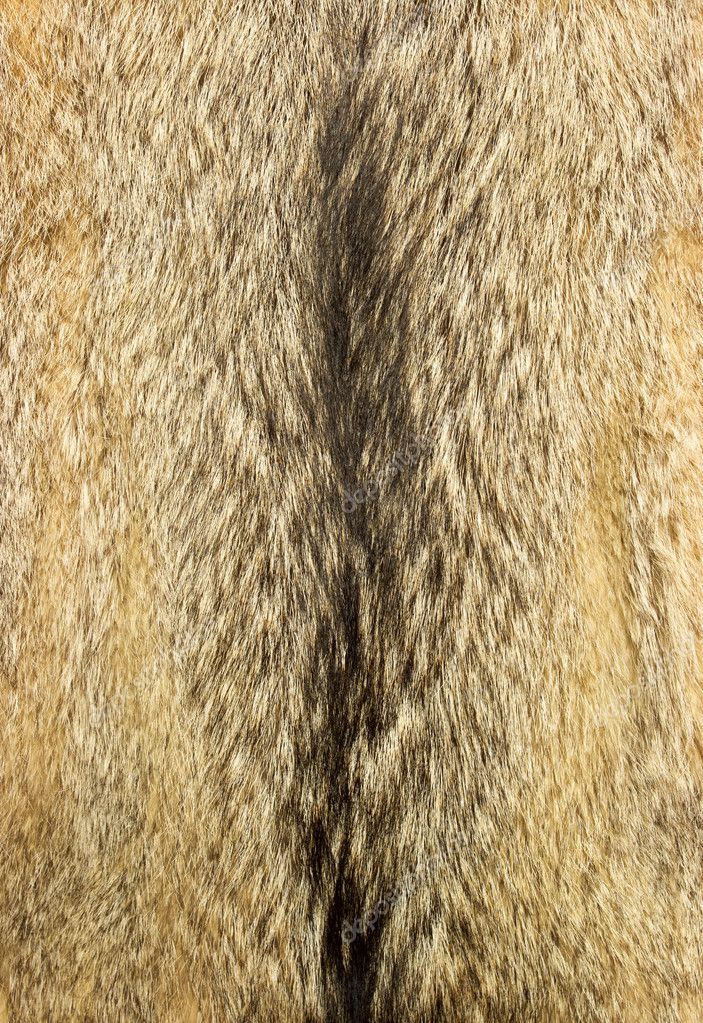 Kurt kürkü — Stok Foto © ccat82 #9537743 Kurt kürkü — Stok Foto © ccat82 #9537743