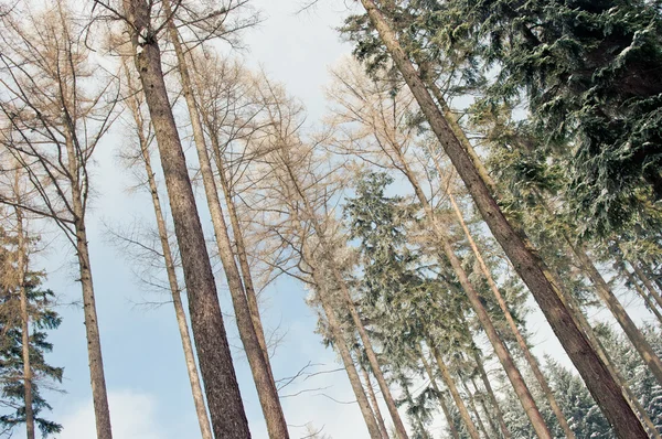 Las zimą — Zdjęcie stockowe