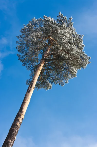 Árvore solitária e céu azul — Fotografia de Stock