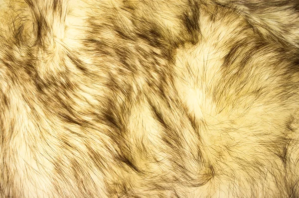 Texture pelliccia volpe — Foto Stock