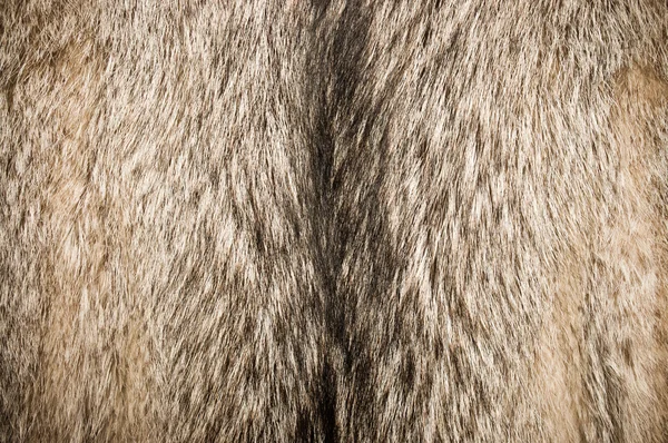 オオカミの毛皮 — ストック写真