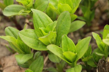 Herb Bahçe beyaz izole mavi bir kase. fesleğen, frenk soğanı, biberiye, çiçekli adaçayı, kekik, nane, biberiye, kekik ve kişniş veya Salantro içerir.