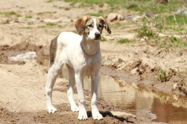 Melez şirin köpek beyaz kameraya bakıyor.