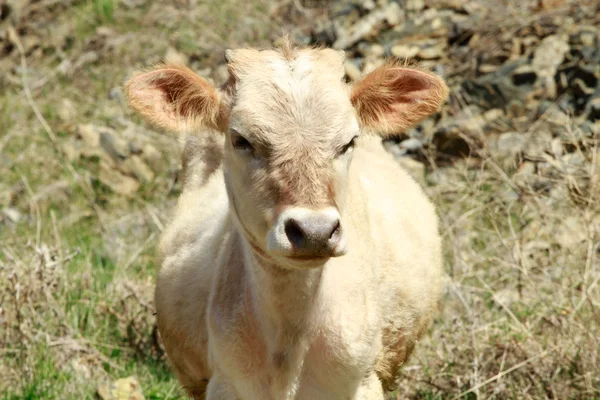 Vaca Holstein en reposo en un prado de Austria —  Fotos de Stock