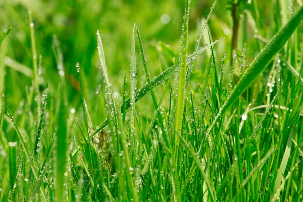Drops on grass — Stock Photo, Image