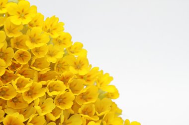 Beyaz arkaplanda izole edilmiş sarı çiçek