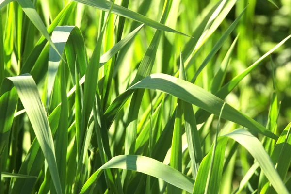 High resolution green grass background — Stock Photo, Image