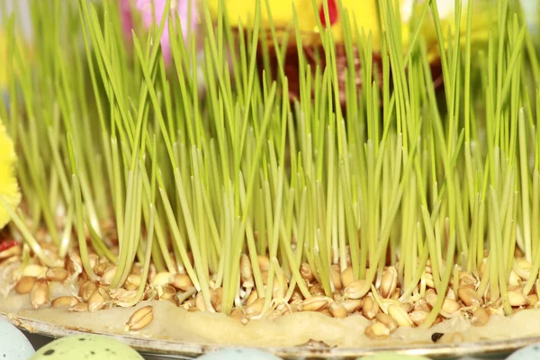 stock image Row of five Easter eggs in fresh green grass