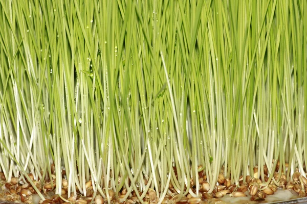 Germination des graines de blé — Photo