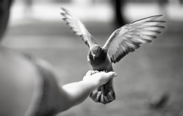 Feeding the pigeons — Stock Photo, Image