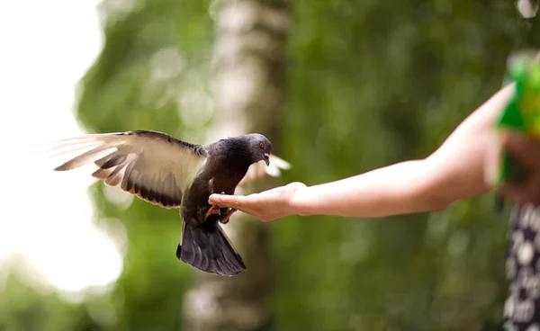 stock image Feeding the pigeons