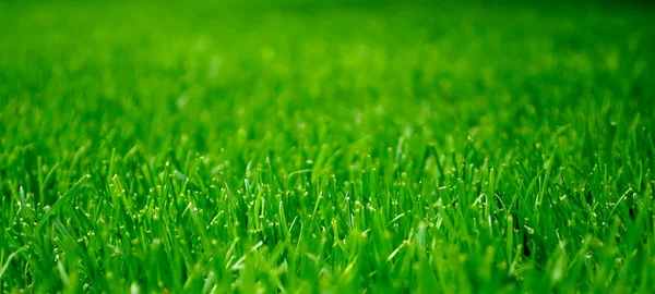 Nahaufnahme von grünem Gras — Stockfoto