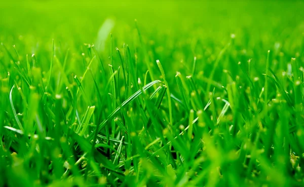 Зелена трава крупним планом — стокове фото