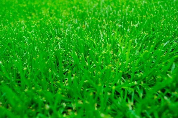 stock image Green grass closeup