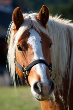 Horse portrait clipart