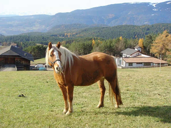 Calul pe o fermă — Fotografie, imagine de stoc