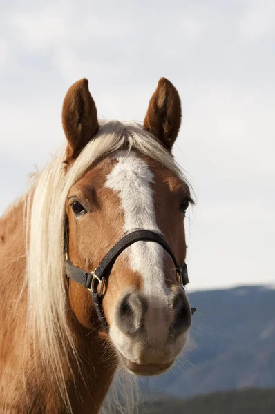 Hästen stående — Stockfoto