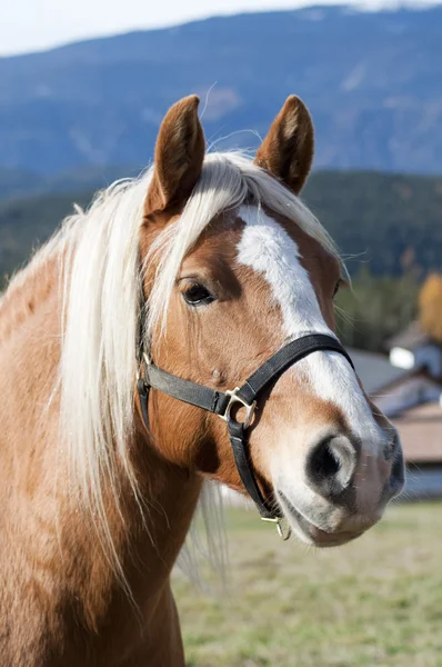 Кінь портрет — стокове фото