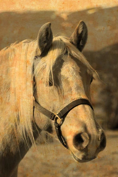 馬の肖像画 — ストック写真