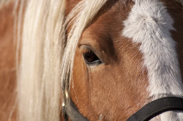 Paard portret close-up — Stockfoto