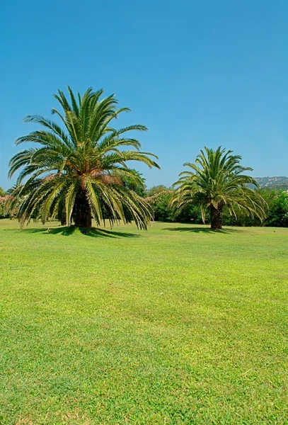 stock image Tropical garden in a sunny day