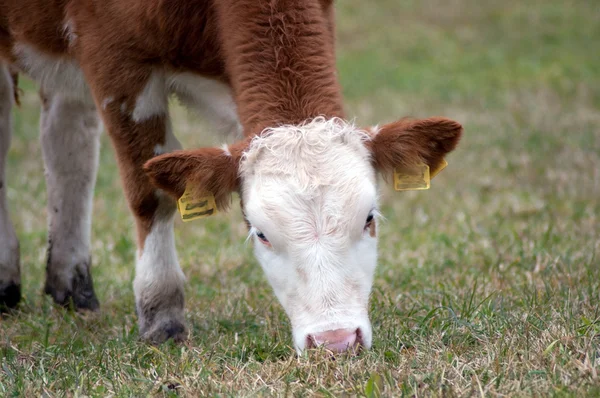 Primo piano vacca al pascolo — Foto Stock