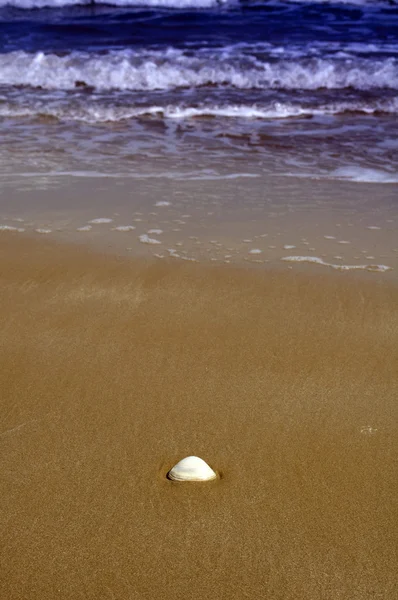 Ensam skal på stranden — Stockfoto