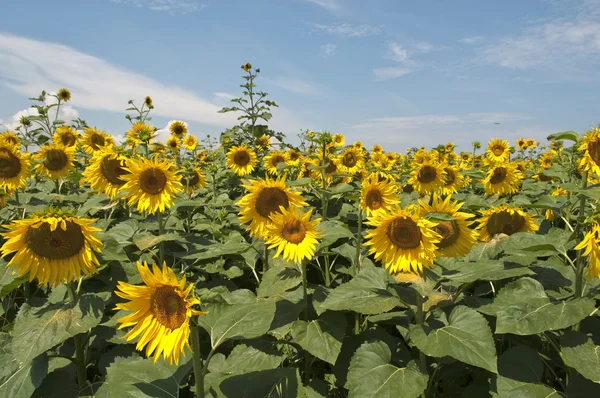 stock image Sunflower field