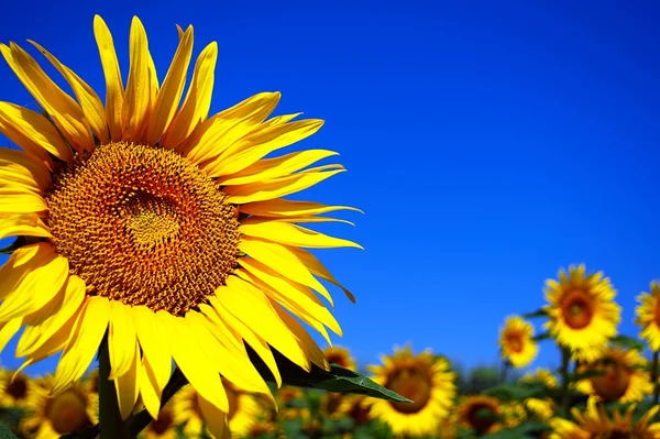 stock image Sunflower