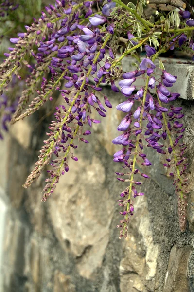 Glicynia kwiaty na ścianie — Zdjęcie stockowe