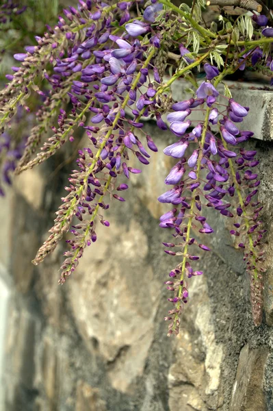 Wisteria blommor på väggen — Stockfoto