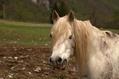 beyaz at portresi