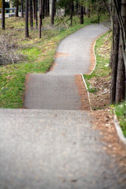 ağaçlar ve yol