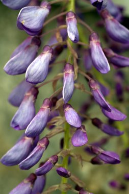 Wisteria çiçekler